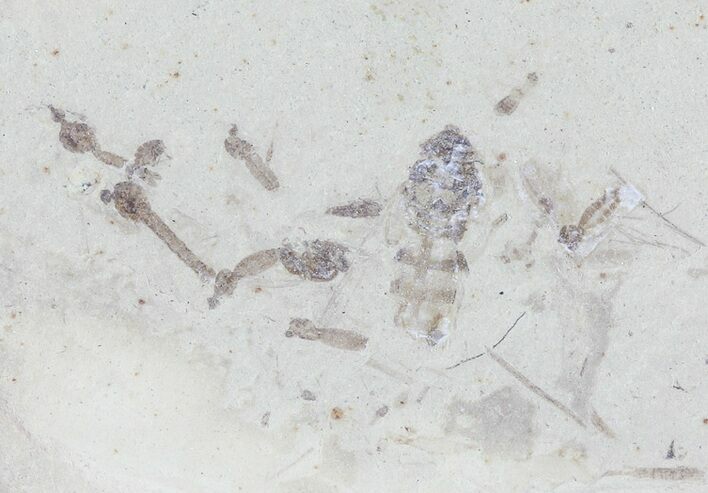 Fossil Insect Cluster - Green River Formation, Utah #76081
